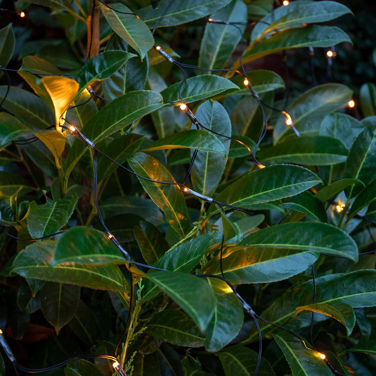 104 Warm White Led Cone Net Light 2m | Set of 1 | Warm