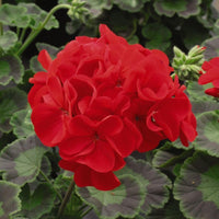 Thompson & Morgan Geranium F1 Best Red Vivid Scarlet Blooms 48 X Garden Ready Plants