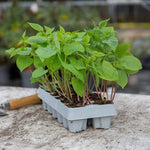 Climbing Blue Lake French Bean Plants Garden Ready Plants | 12 x Garden Ready Plugs | Green