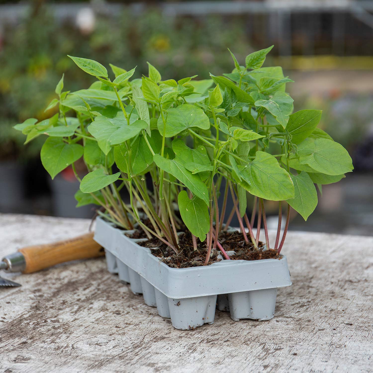 Dwarf Amethyst French Bean Plants | 12 x Garden Ready Plants | Multi