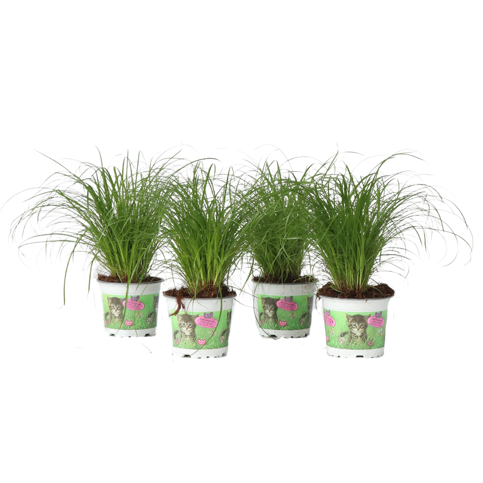 Cat Grass - 4 Pcs. - Cyperus Zumula - Height 30-40cm - ⌀12cm | Set of 4 | Green