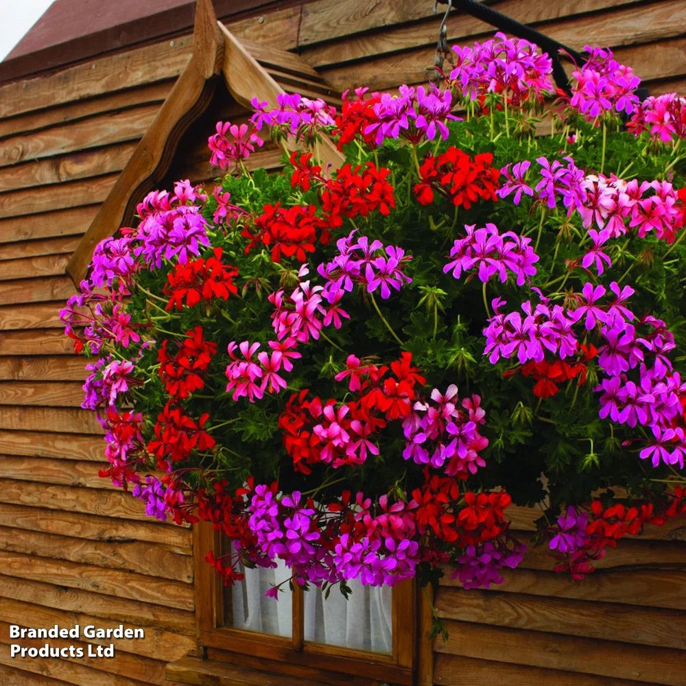 Geranium Balcon Mix Preplanted Hanging Basket | 35cm
