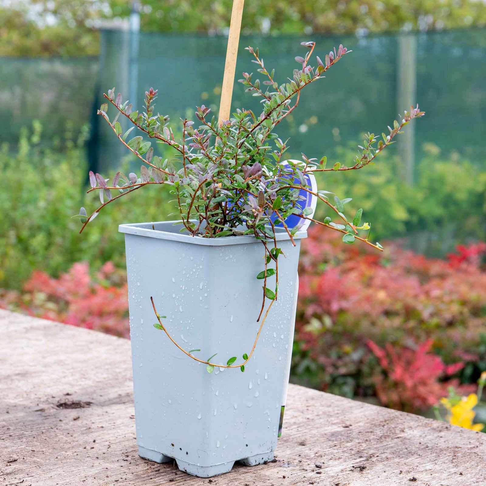 Cranberry 'pilgrim' (vaccinium Macrocarpon) - Evergreen Trailing Fruit Plant | 1 x 2L