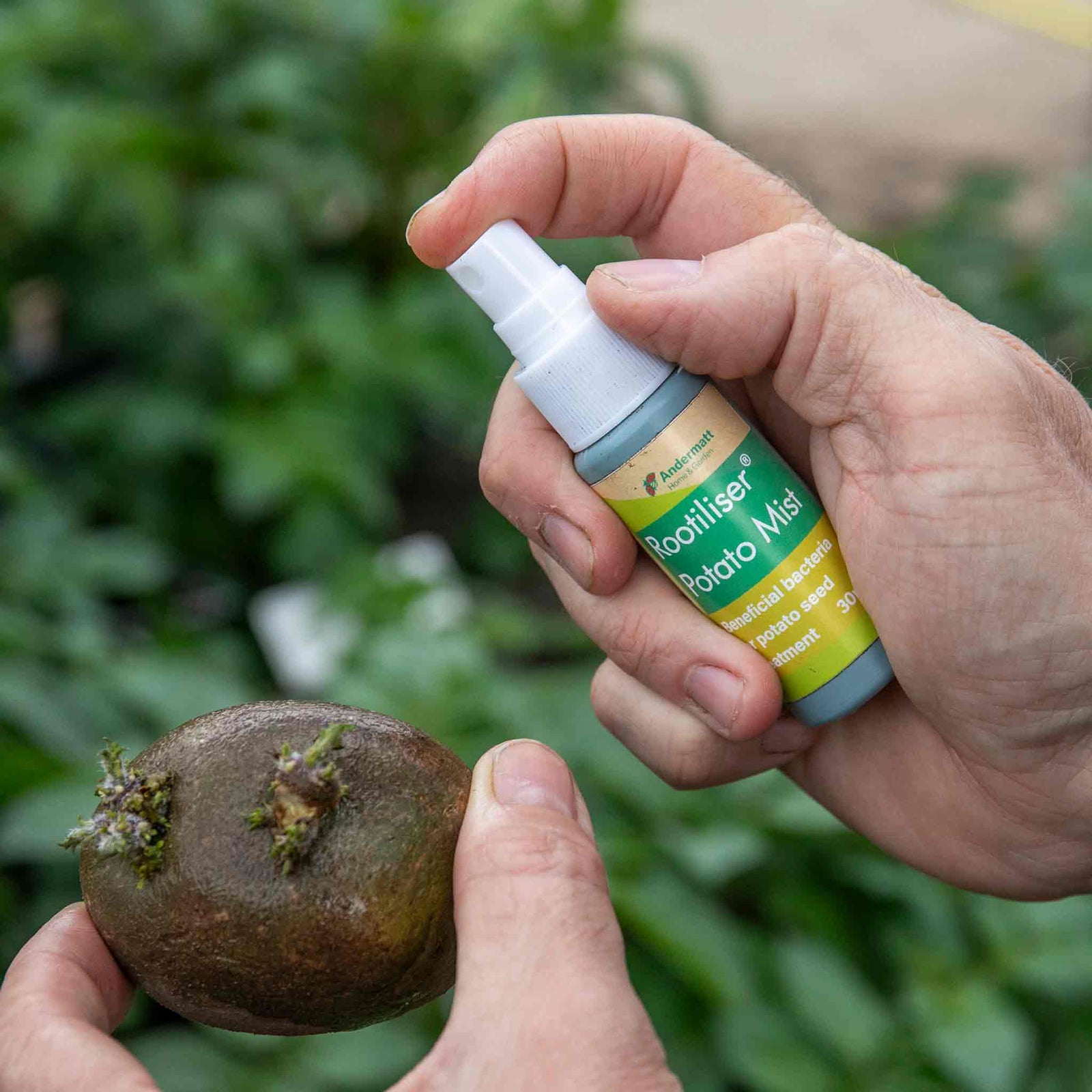 Rootiliser Potato Mist With Bacillus Atropheus Abi05 Mist Bottle