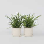 Sword Fern - 2 Pcs. - Nephrolepis 'duffii' - Height 25-40cm - ⌀12cm | Set of 2 | Green