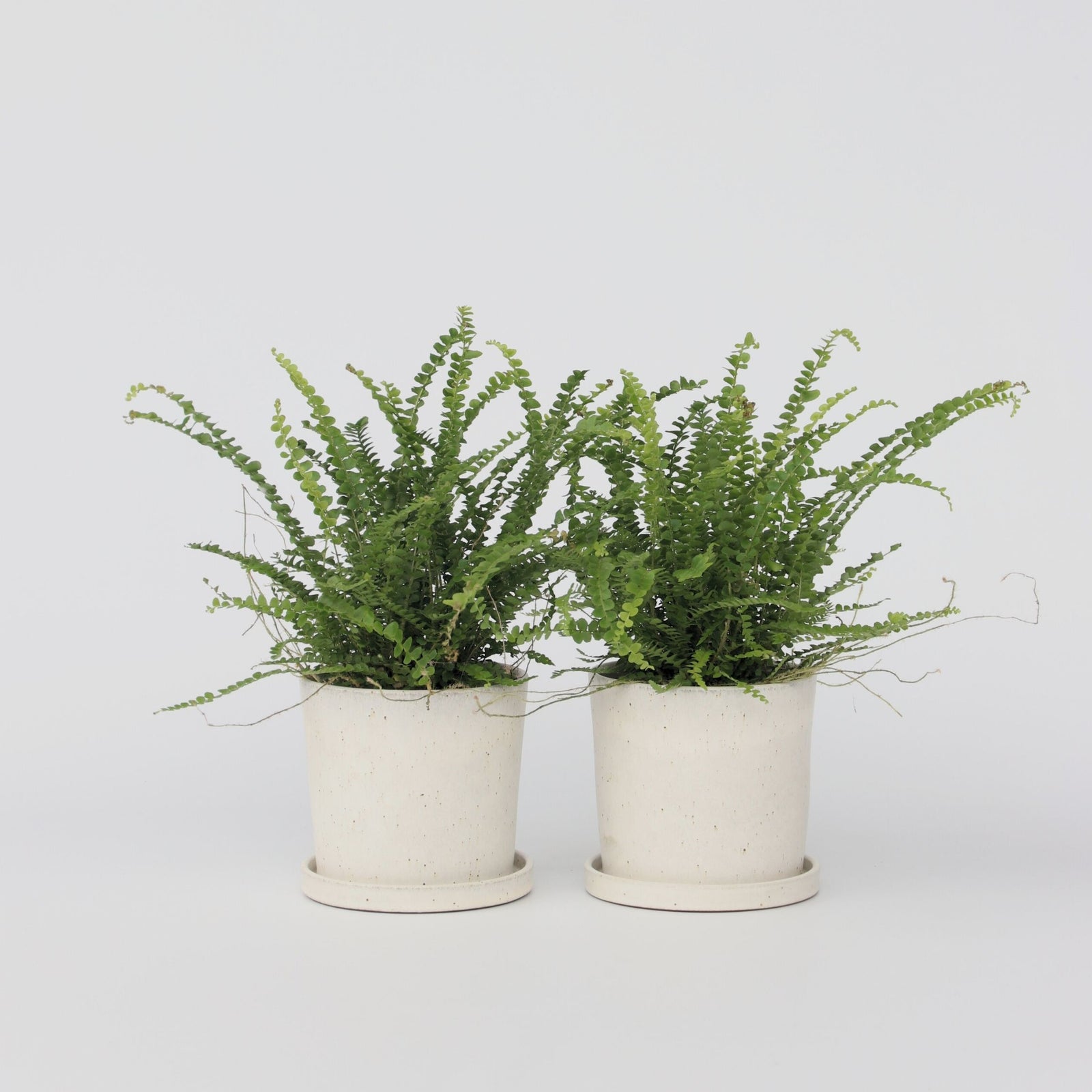 Sword Fern - 2 Pcs. - Nephrolepis 'duffii' - Height 25-40cm - ⌀12cm | Set of 2 | Green