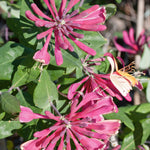 Honeysuckle 'goldflame' - Fragrant Climbing Shrub | 1 x 2L