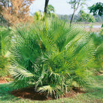 Chamaerops Humilis Hardy Evergreen Fan Palm | 1 x 3L
