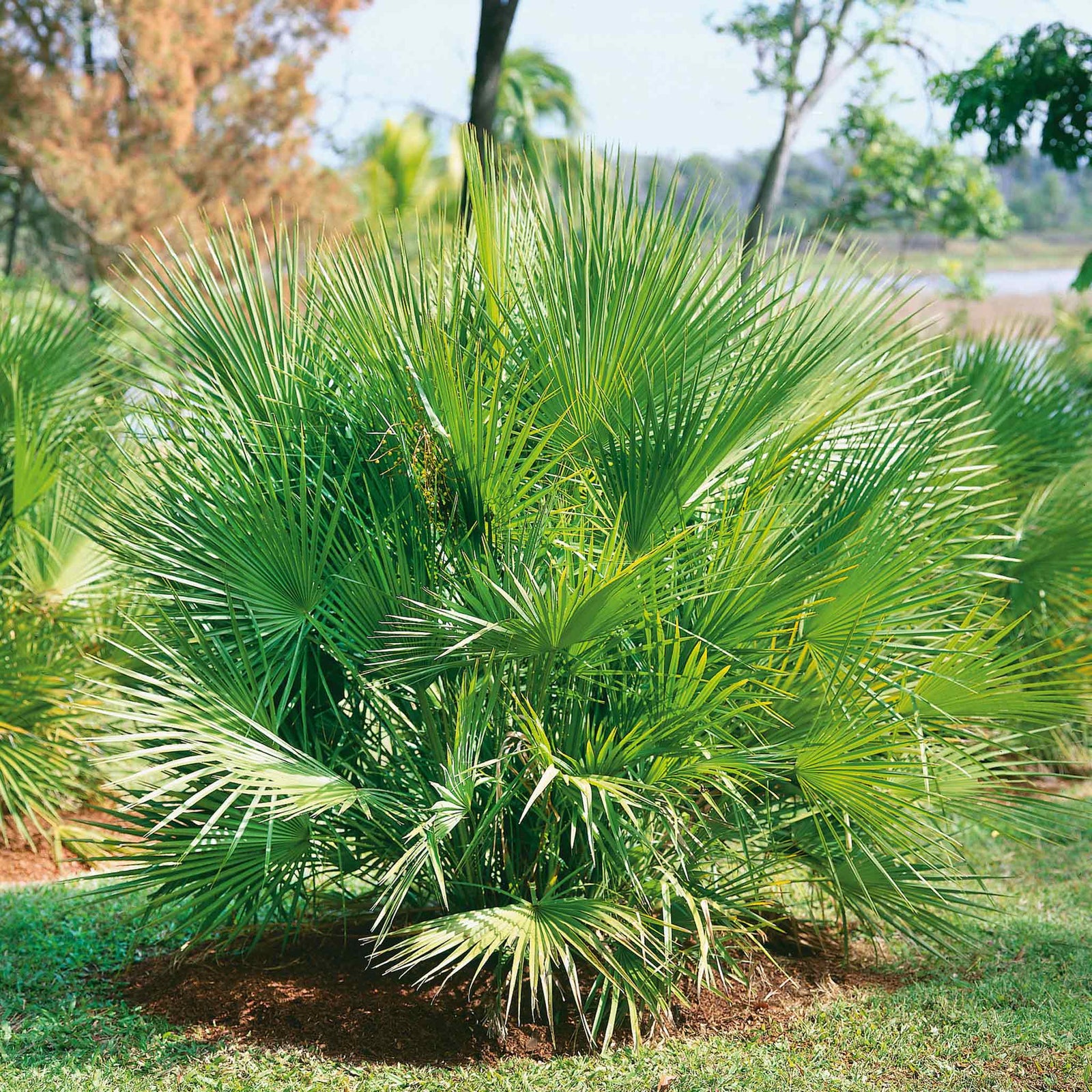 Chamaerops Humilis Hardy Evergreen Fan Palm | 1 x 3L