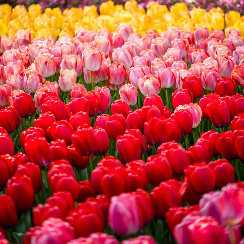 Thompson & Morgan Tulip Giant Collection 40 Bulbs