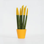 Snake Plant Velvet Touch - Sansevieria Cylindrica - Height 20-40cm - ⌀9cm | Yellow