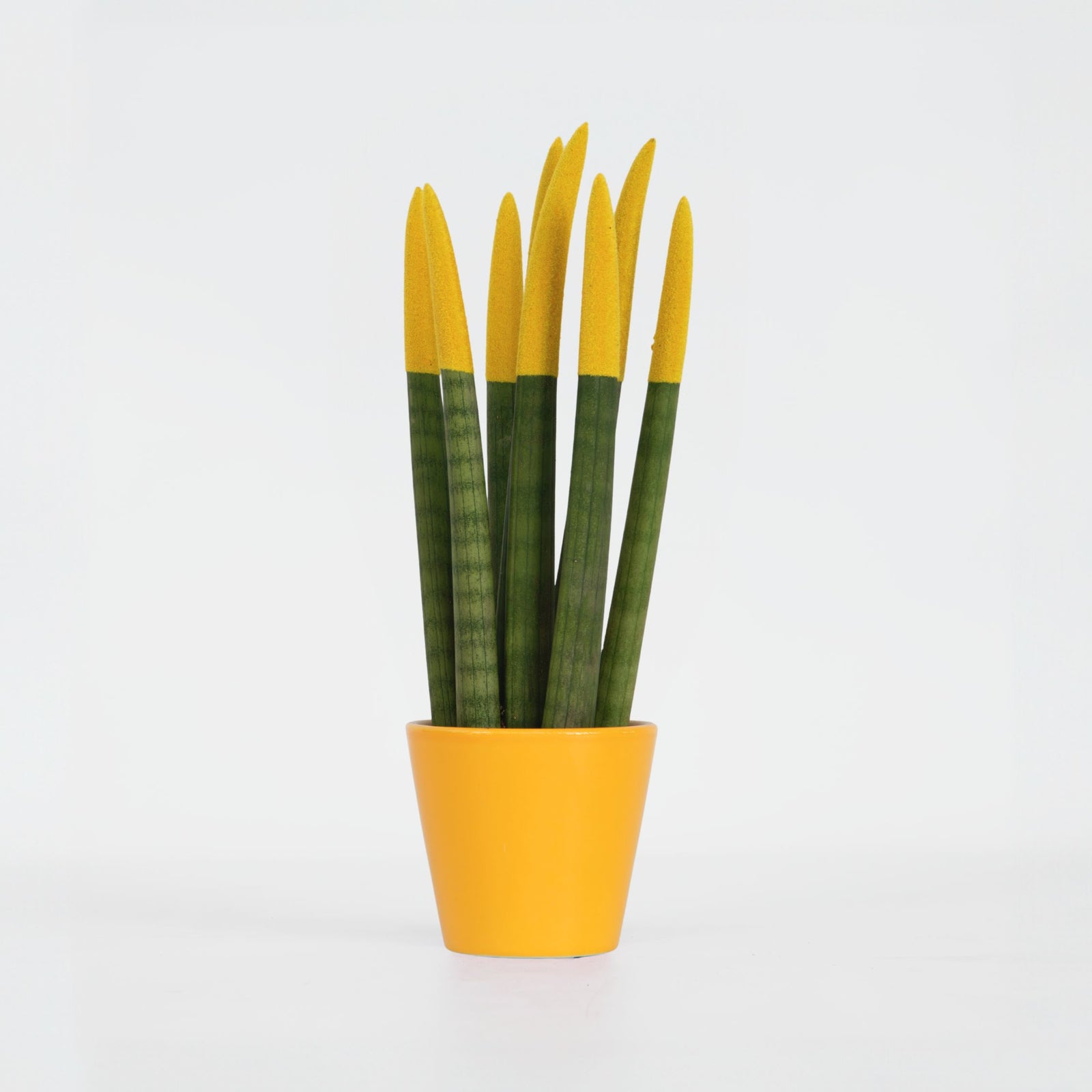 Snake Plant Velvet Touch - Sansevieria Cylindrica - Height 20-40cm - ⌀9cm | Yellow