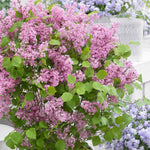 Syringa 'flowerfesta Pink' Compact Fragrant Lilac 9cm Plant | 1 x 3L | Pink