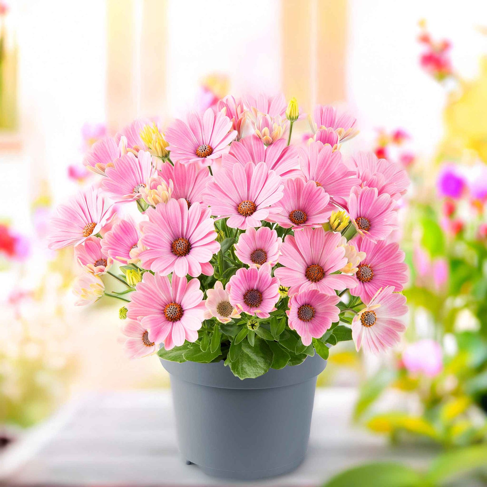 Osteospermum Dalina 'pink Romance' Compact Long-flowering Pink African Daisy Plug Plants | 6 x Plug Plants | Hot Pink