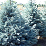 Picea Pungens Fat Albert Blue Colorado Spruce Tree 2.5-3ft Tall In A 7.5 Litre Pot