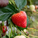 Strawberry 'sweetest Tasting' Collection (marshmello, Sweetheart, Symphony) | Set of 15 | Red