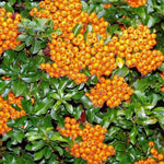 Pyracantha Teton Evergreen Garden Shrub