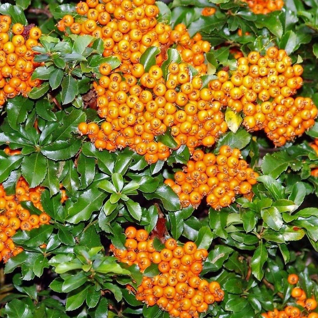 Pyracantha Teton Evergreen Garden Shrub