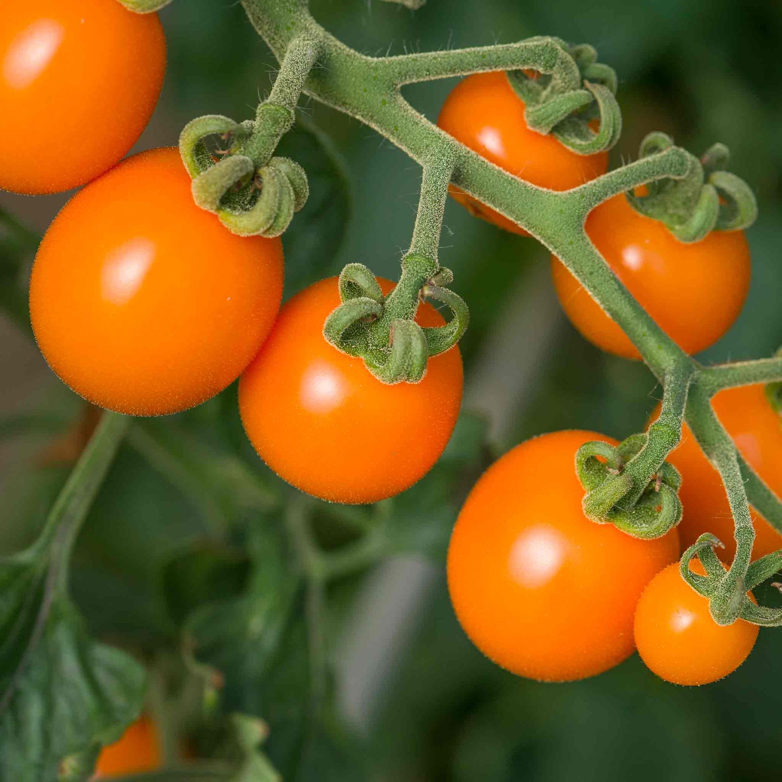 Tomato Seeds 'sunset' - Golden Orange Sweet High-yield Seeds | 10 Seeds