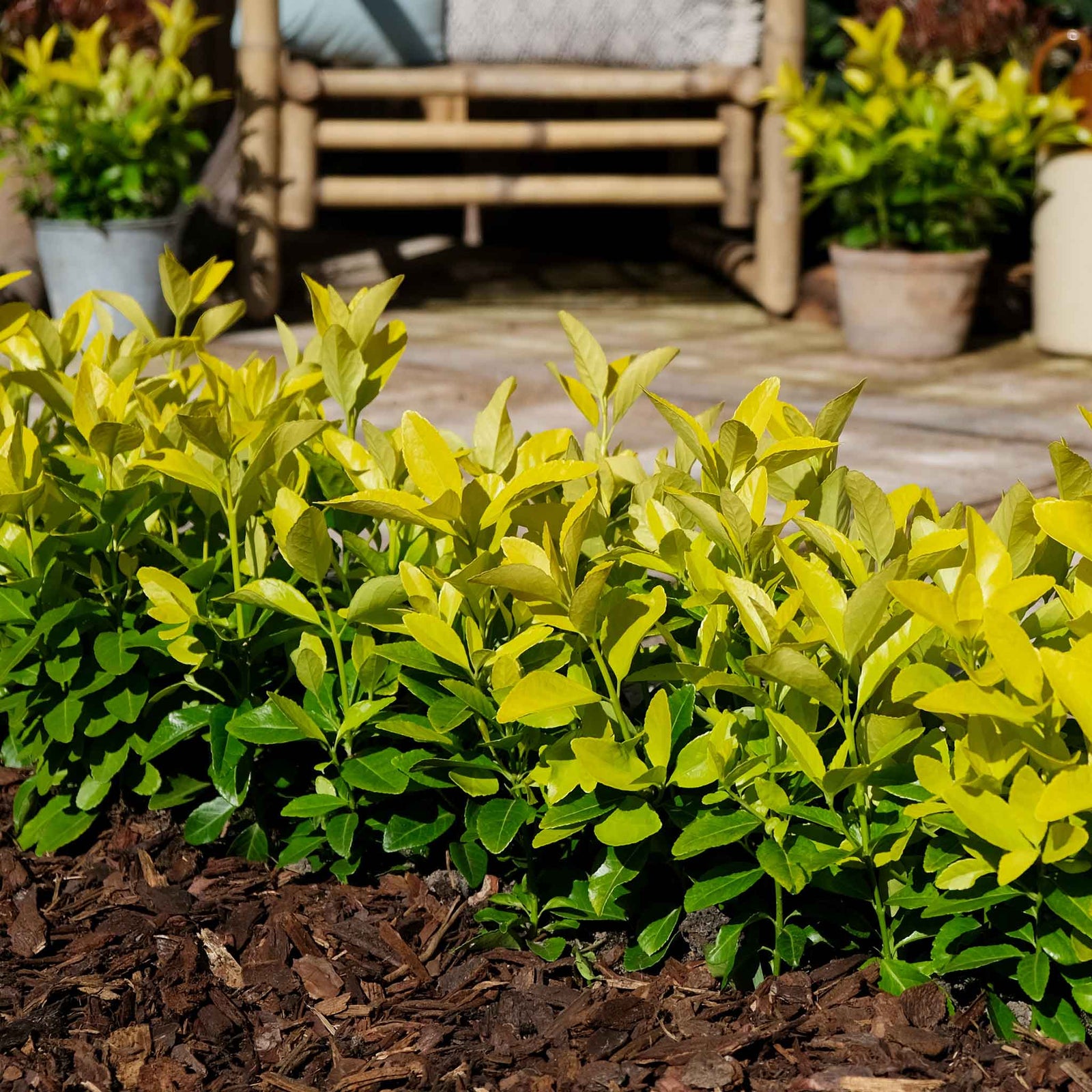 Euonymus Japonicus 'el Dorado' Compact 60cm Evergreen Shrub | 1 x 9cm | Lime Green