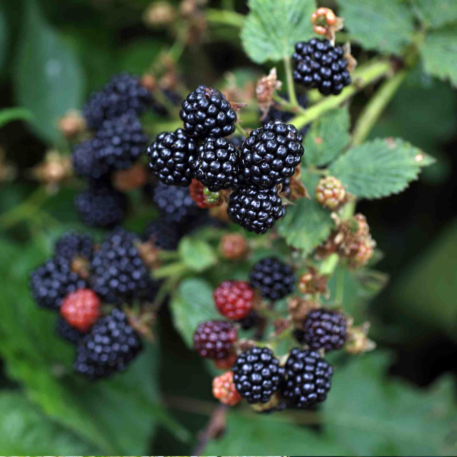 Blackberry Plant 'chester Thornless' 2l | 1 x 2L | Multi
