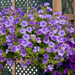 Petunia 'surfinia Heavenly Blue' Trailing Lilac-blue Plug Plants | 12 x Plug Plants | Blue