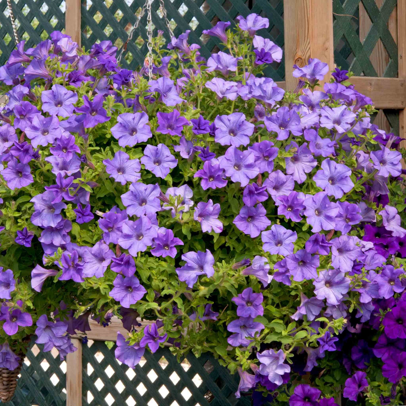 Petunia Surfinia Collection Mixed Trailing Varieties | 12 x Plug Plants | Multi