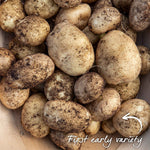 Seed Potato Maris Bard Tubers | 2kg | Multi