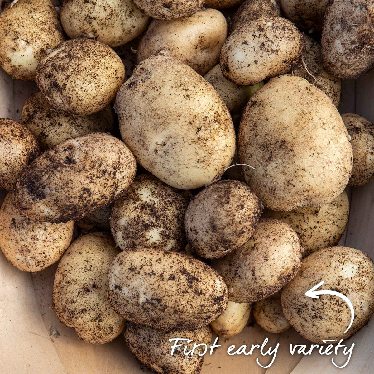 Seed Potato Maris Bard Tubers | 2kg | Multi