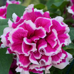 Hayloft Petunia Double Tumbelina Anna - 6 Young Plants