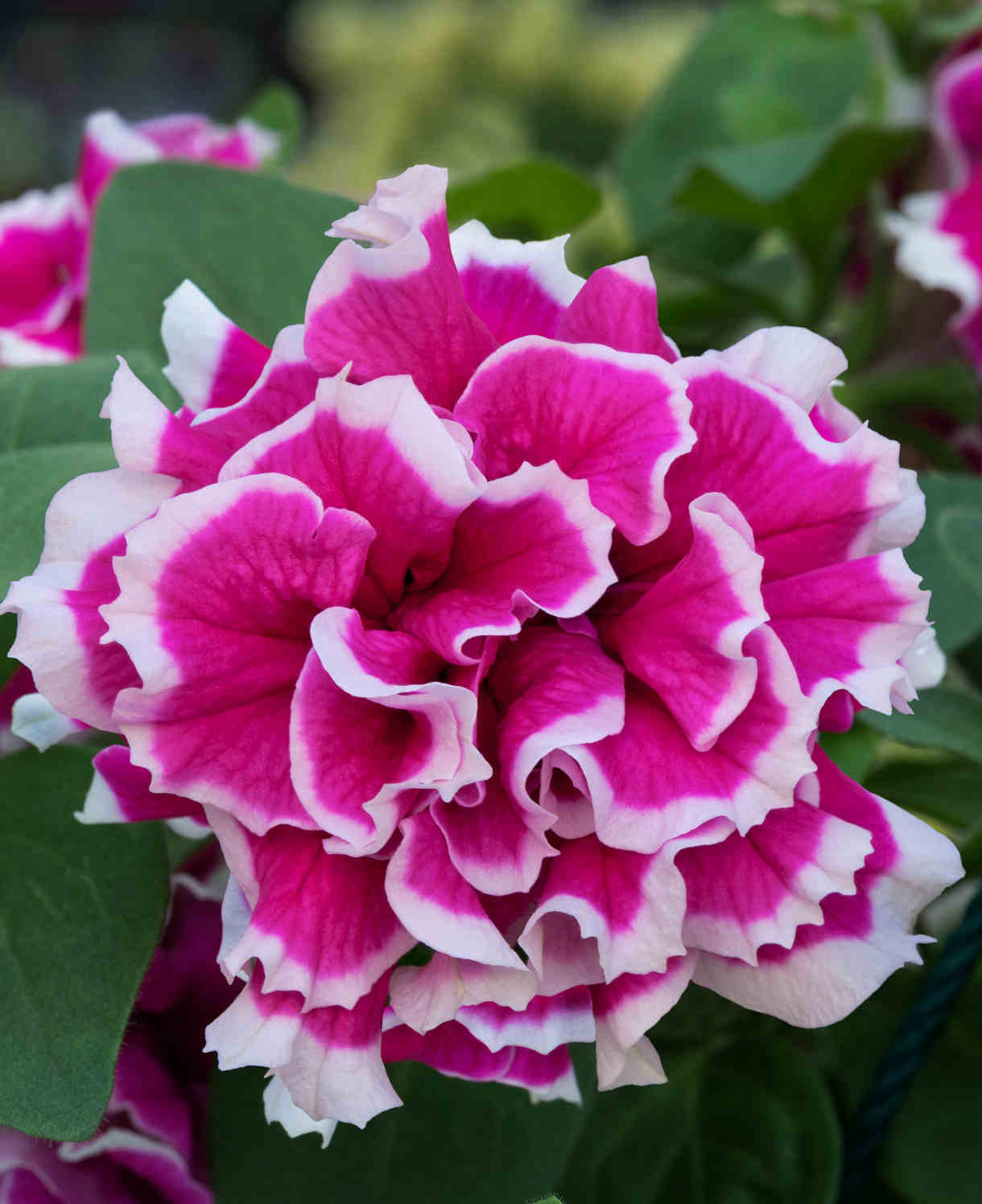 Hayloft Petunia Double Tumbelina Anna - 6 Young Plants