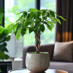 Money Tree Plant - 2 Pcs. - Pachira Aquatica - Height 60-70cm - ⌀17cm | Set-of-2 | Green