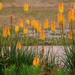 Hayloft Kniphofia Poco Collection - Set Of 3 Red Hot Poker Plants - 9cm Pots