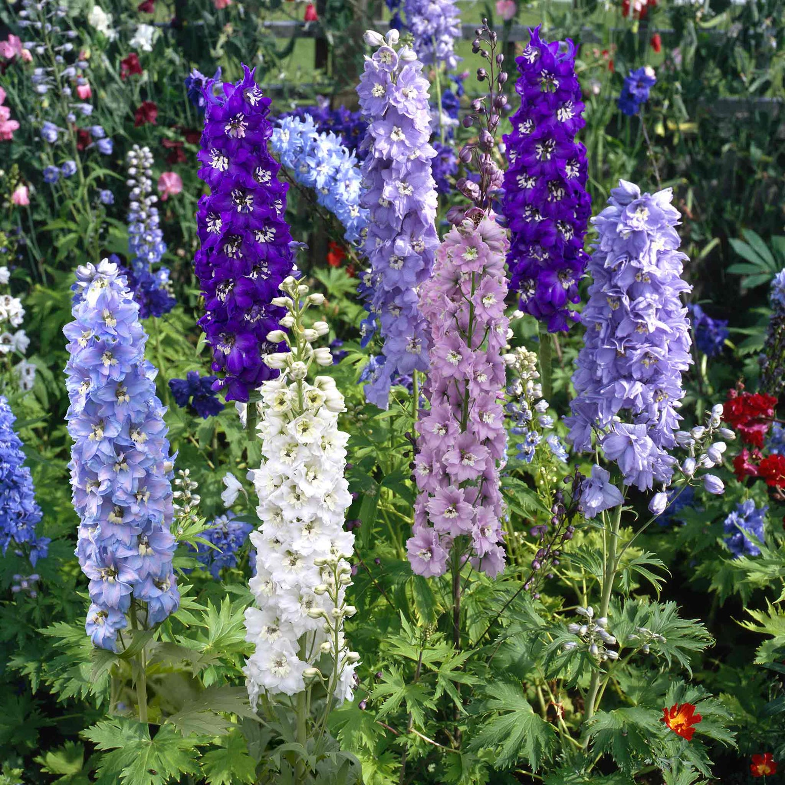 Delphinium 'magic Fountains Mix' Dwarf No-stake Perennial | 3 x Jumbo Plug Plants | Multi