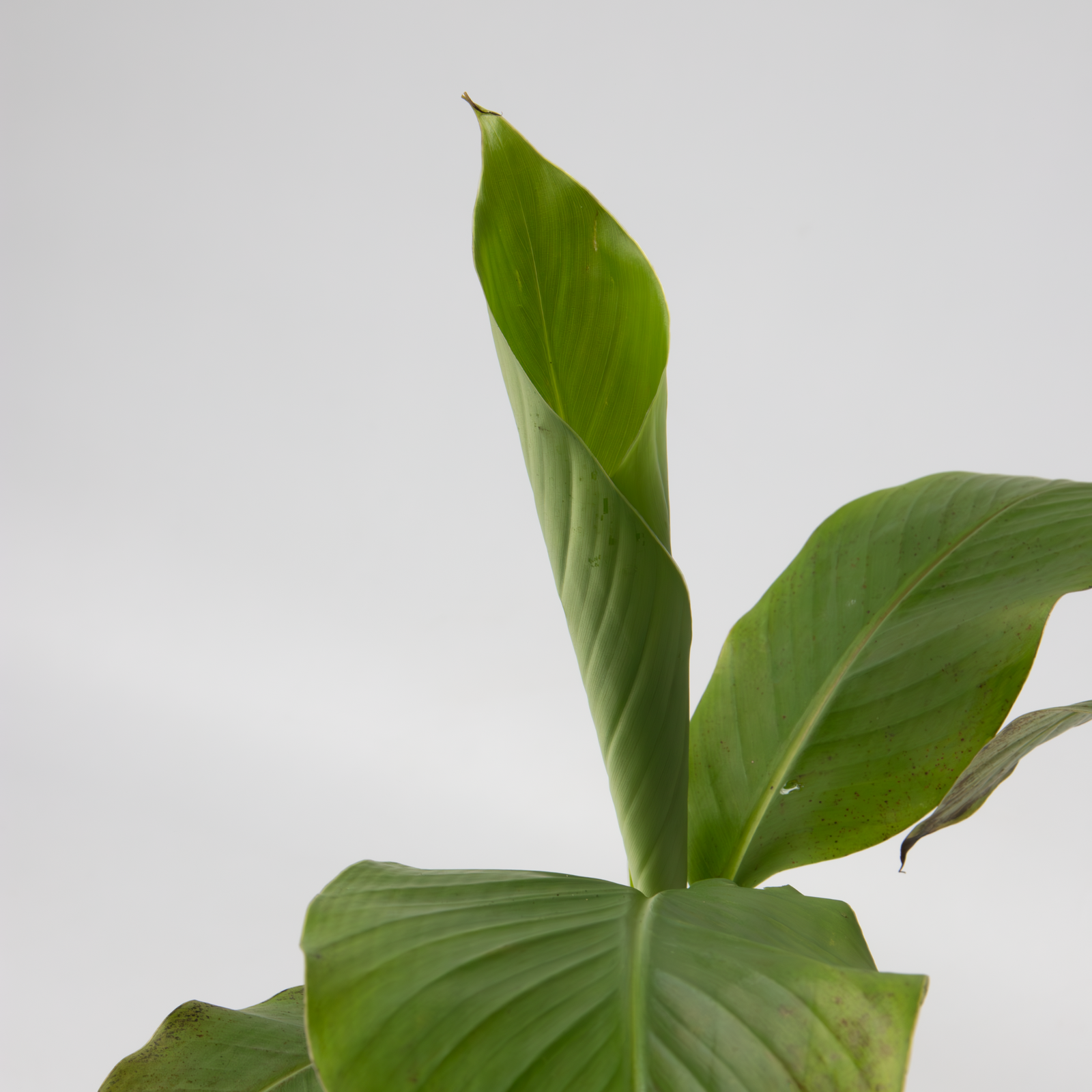 Hardy Banana - Musa Basjoo - Height 25-40cm - ⌀9cm | Set of 2 | Yellow