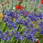Agapanthus 'blue' | Set of 2 | Blue