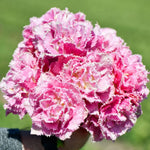 Thompson & Morgan Tulip Frilly Fringed Collection - 32 Bulbs