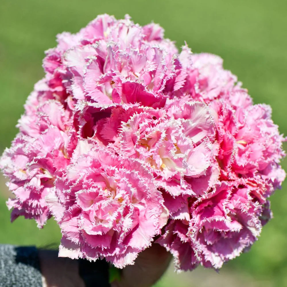 Thompson & Morgan Tulip Frilly Fringed Collection - 32 Bulbs