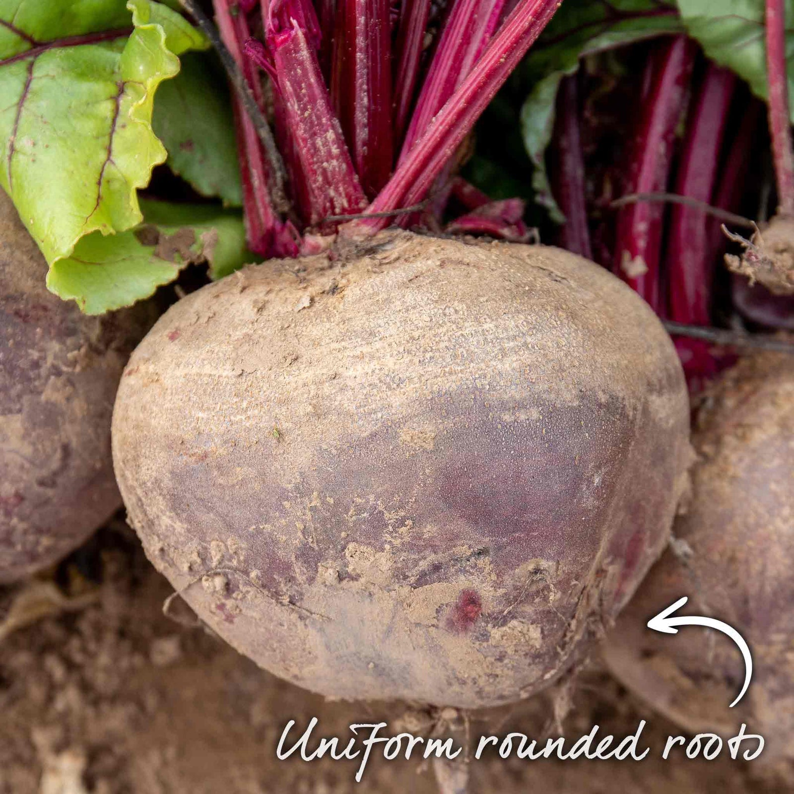 Beetroot 'pablo' | 300 Seeds
