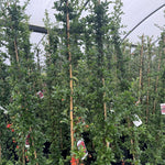 Direct Plants Pyracantha Yellow Soliel D'or Shrub 5-6ft Extra Large Supplied In A 5 Litre Pot