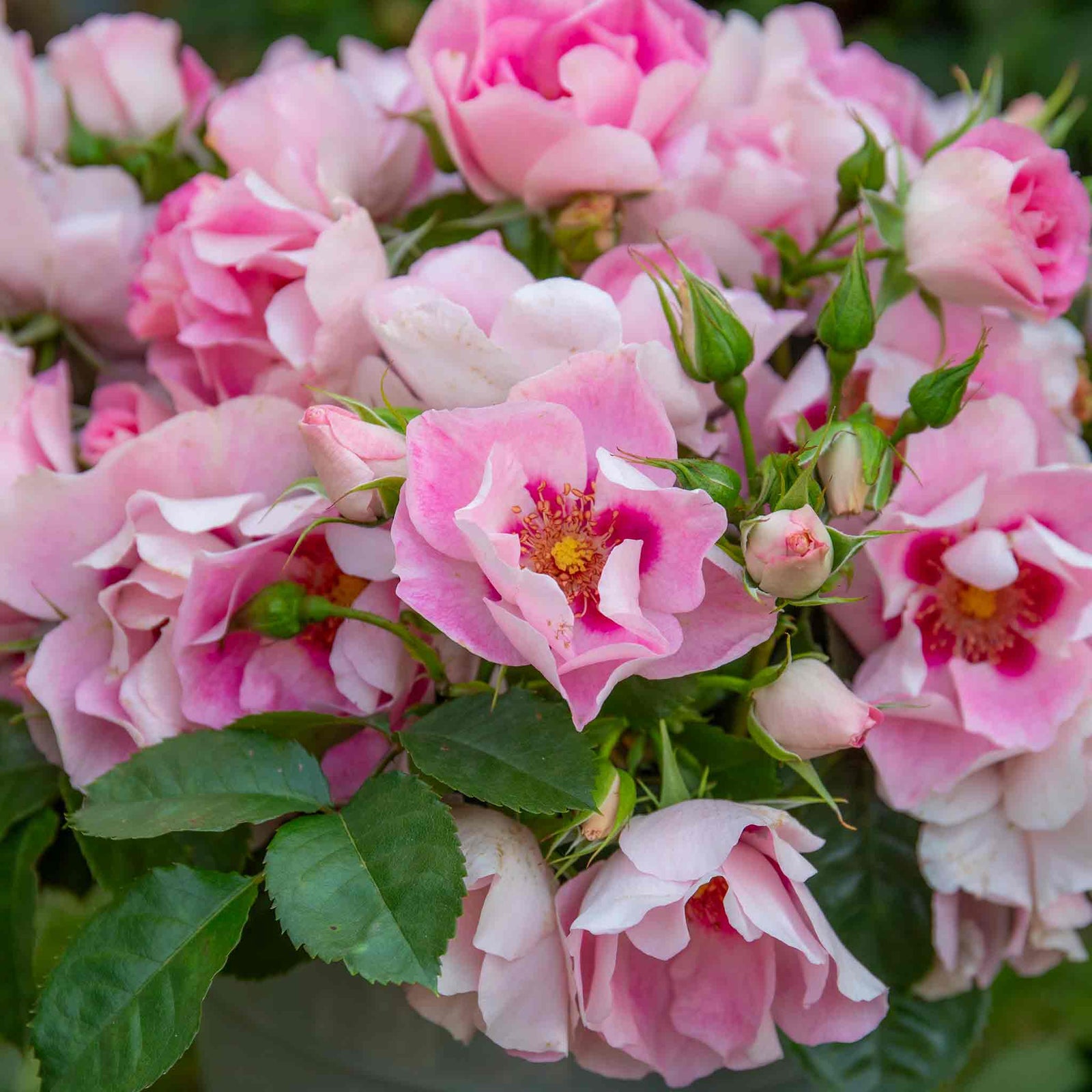 Rose 'see You In Rosé' (persica Floribunda, Fragrant, Pollinator-friendly) | 1 x Bare Root | Pink