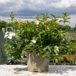 Hydrangea 'runaway Bride' Shrub | 1 x 7.5L