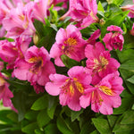 Alstroemeria 'inticancha Sunstar' Perennial | 1 x 2L | Green & Pink