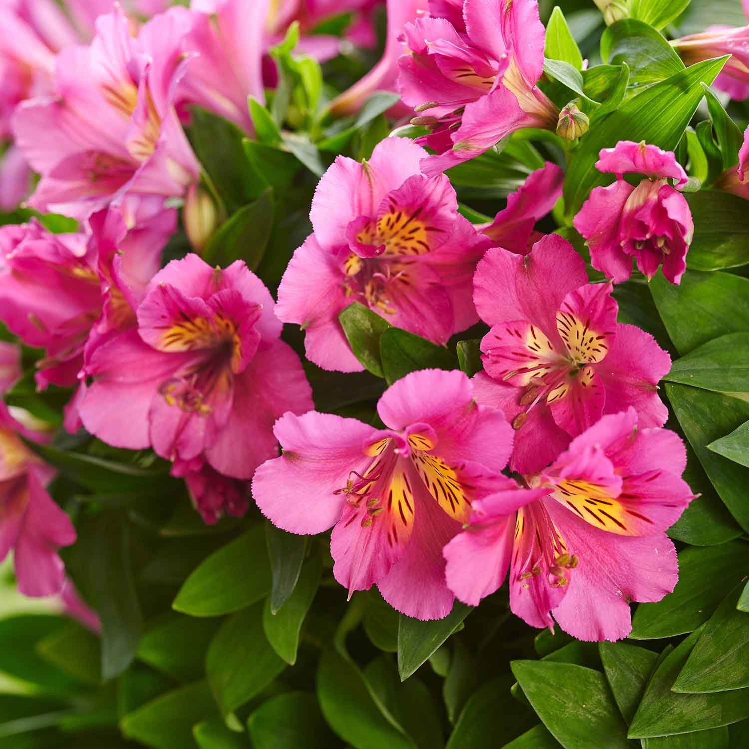 Alstroemeria 'inticancha Sunstar' Perennial | 1 x 2L | Green & Pink