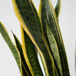 Snake Plant - Sansevieria Trifasciata Laurentii - Height 65-75cm - ⌀21cm | Set of 1 | Green