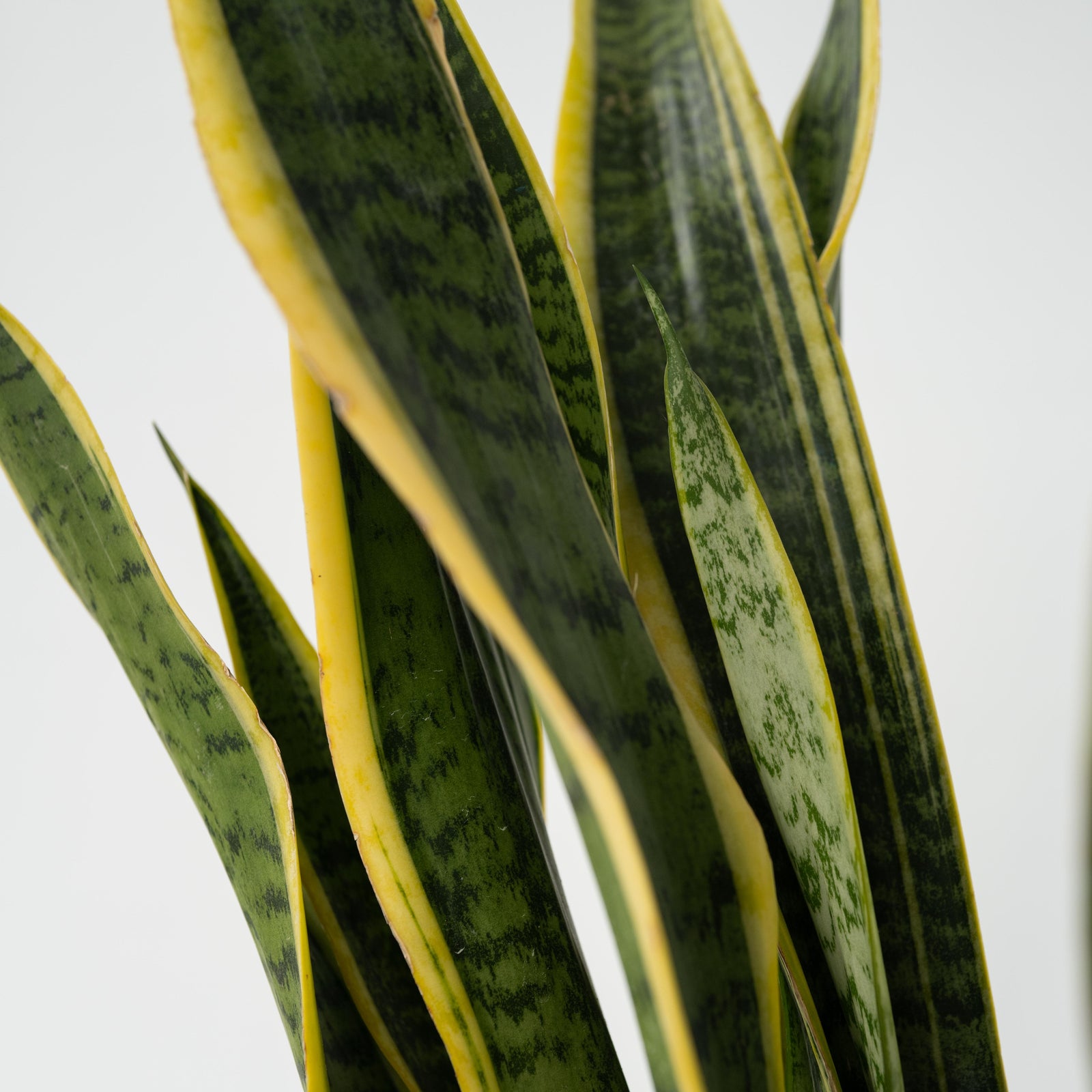Snake Plant - Sansevieria Trifasciata Laurentii - Height 65-75cm - ⌀21cm | Set of 1 | Green