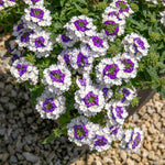 Verbena Plant Collection - 6 Or 12 , Showboat Mango, Mango Fizz, Vera Pink | 6 x Plug Plants | Multi Colour