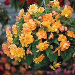 Begonia 'illumination Apricot Mix' - Apricot & Lemon Cascading Blooms 30cm | 60 x Pro Grower Plugs | Yellow