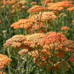 Achillea 'terracotta' Terracotta-to-yellow Flowering Perennial | 3 x 9cm