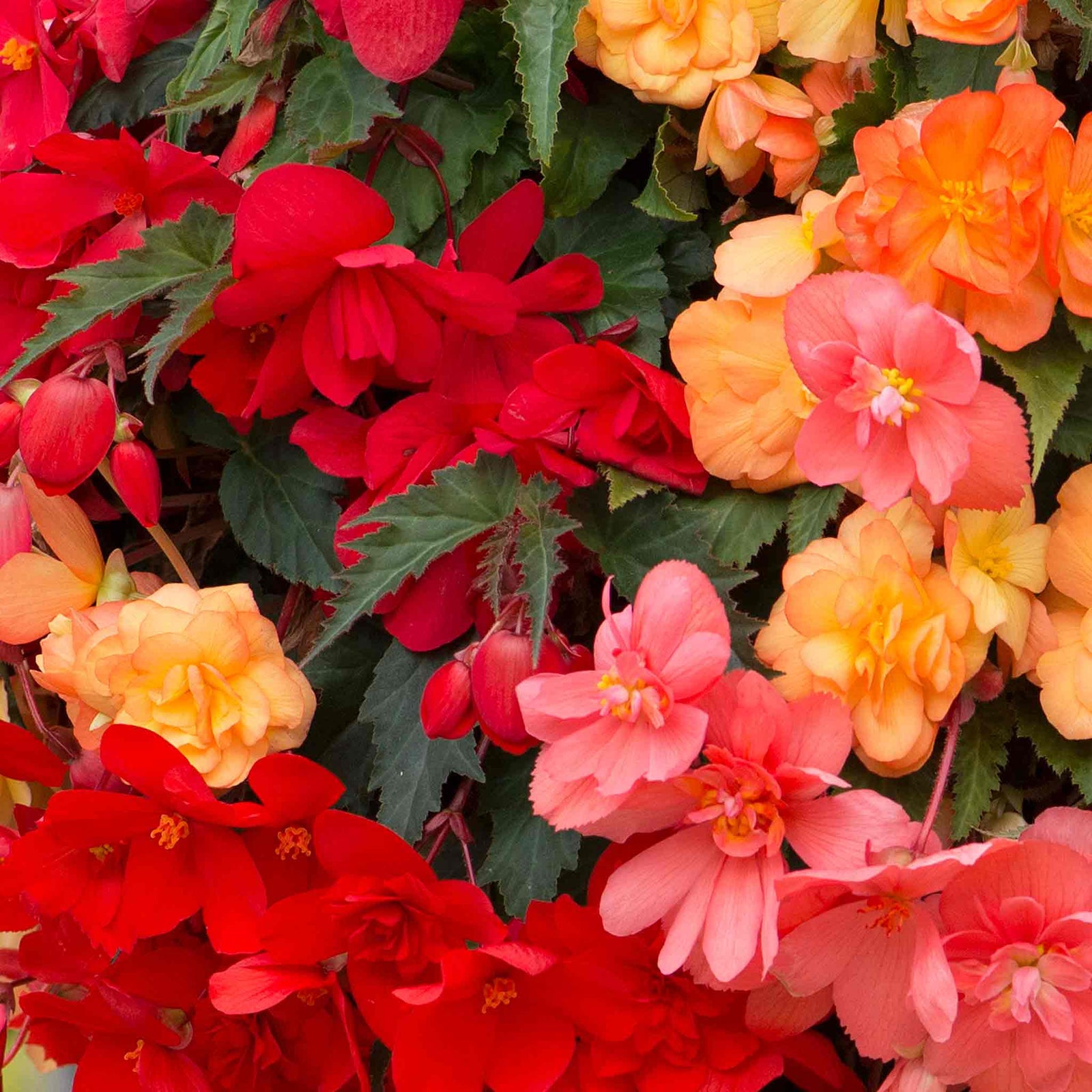 Begonia 'illumination Tropical Shades' - Trailing Summer Bedding | 60 x Pro Grower Plugs | Yellow
